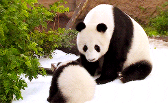 Conoce por qué el oso panda es el animal más adorable del planeta