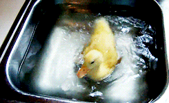 animal duck baby animal duckling