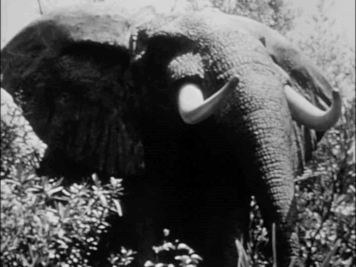 jungle cruise elephant gif