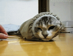 cat sock gif sock cat gif find on giphy cat sock gif sock cat gif find on giphy