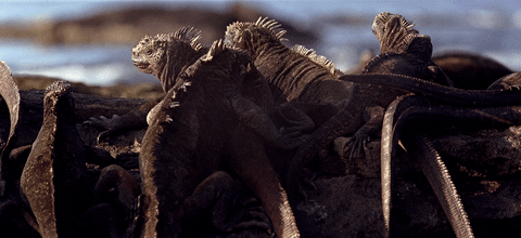 Iguanas GIF