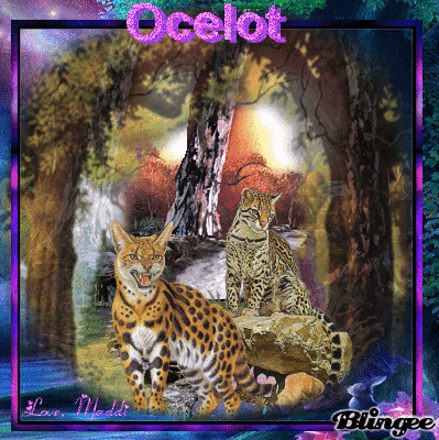 Ocelot GIF - Find & Share on GIPHY