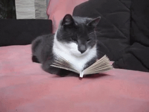 gatito leyendose un librito, tan ancho el jodio