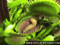 Image result for Venus flytrap gif