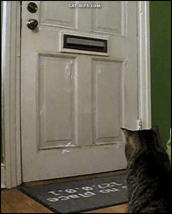 Cat gets the mail!