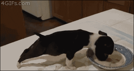 Dog enjoying his food so much that he falls into the very bowl he's eating from