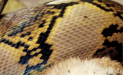 Snake Python GIF - Find & Share on GIPHY