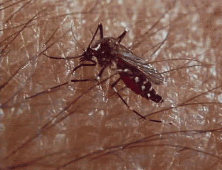 Mosquito GIF