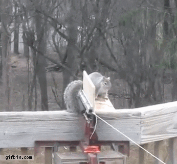 squirrel catapult on youtube