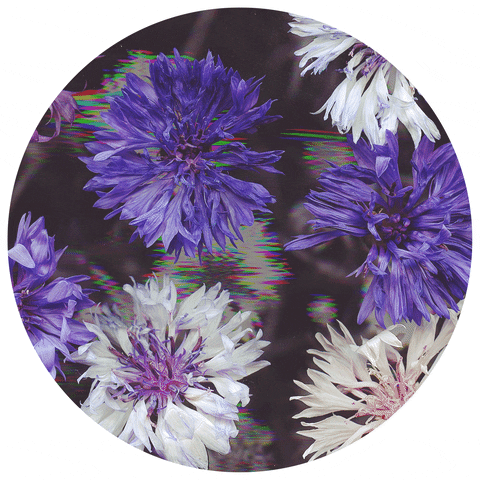 Flowers Glitch Art GIF by Robert Matejcek