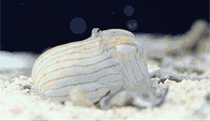 Cuttlefish Pyjama Squid GIF - Find & Share on GIPHY