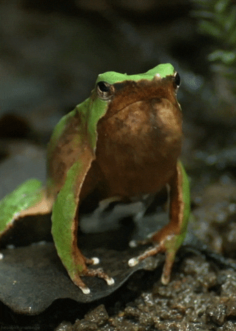 ragtime frog gif