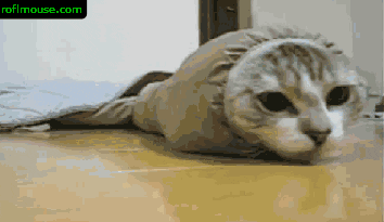 cat sock gif wpcontentuploads201107 gifs find on giphy cat sock gif wpcontentuploads201107 gifs find on giphy
