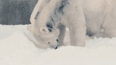 animals polar bear