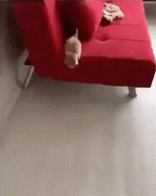 Leap of faith by cute floof in cat gifs