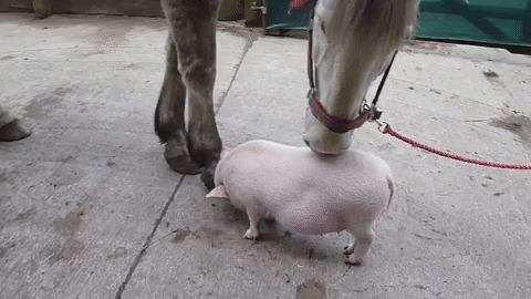 Pig and horse cleaning each other (xpost /r/piggifs)