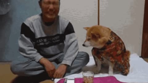 Dont drink hooman gif