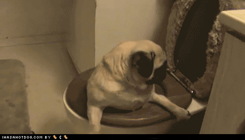 Pug GIF - Find & Share on GIPHY