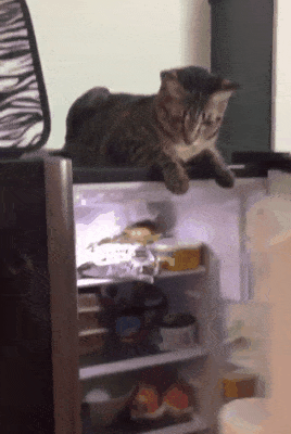 животные в мире людей, смешные животные, животные как люди