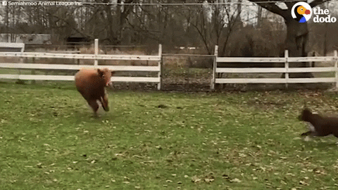 Baby Cow Dog GIF by The Dodo