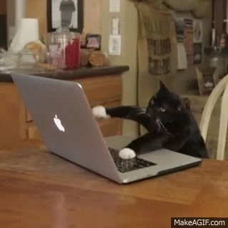 cat typing on a computer, tech skills