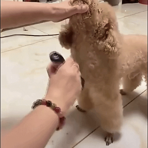 Trimming dog hairs with Cordless Pet Grooming Clipper