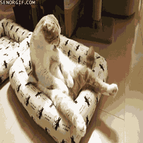 Cat Bed GIF by Cheezburger