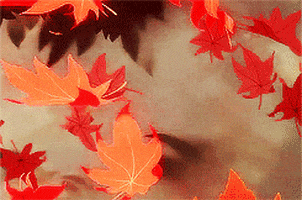 Autumn GIF - Find & Share on GIPHY