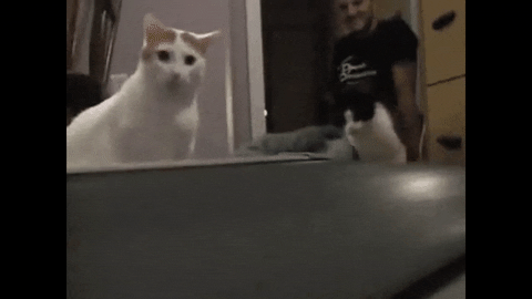 cat youtube what kitten confused