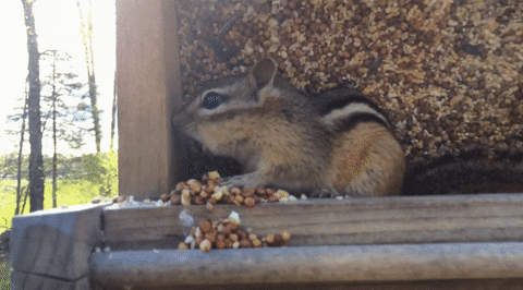 Way Chipmunk GIF - Find & Share on GIPHY