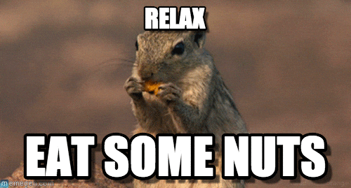 Bilderesultat for squirrel meme gif