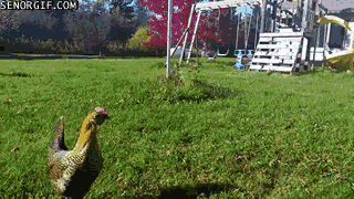 Chicken Running After Squirrel