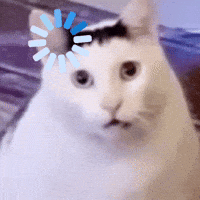 cat with a loading spinner over its face