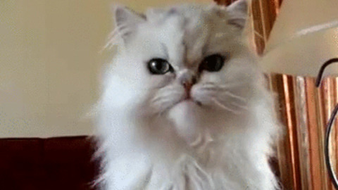 Cat GIF - Find & Share on GIPHY
