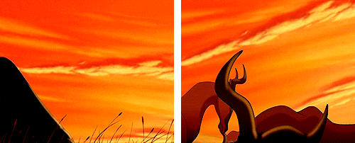 animals sunrise lion kings