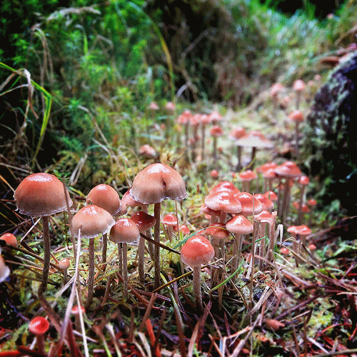 Mushrooms GIF Find & Share on GIPHY