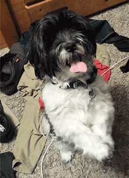 Pros and Cons of Owning a Havanese Dog