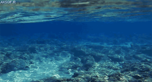 Sea GIF - Find & Share on GIPHY