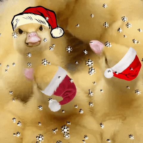 giphy.gif