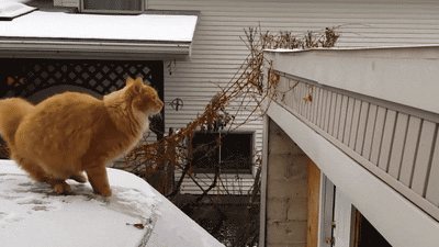 Free Funny Cat GIF - Find & Share on GIPHY