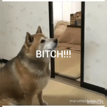 Hungry and angry dogo in animals gifs
