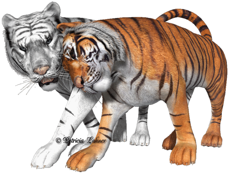 Tiger Sticker for iOS & Android GIPHY