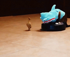 giphy.gif