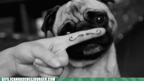 Page Pug GIF by Cheezburger - Find & Share on GIPHY
