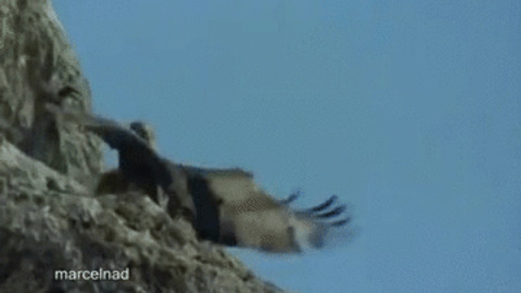 Vs Goat Gif Find Share On Giphy