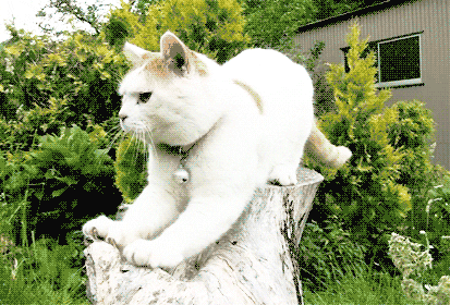 Cat Scratching Tree