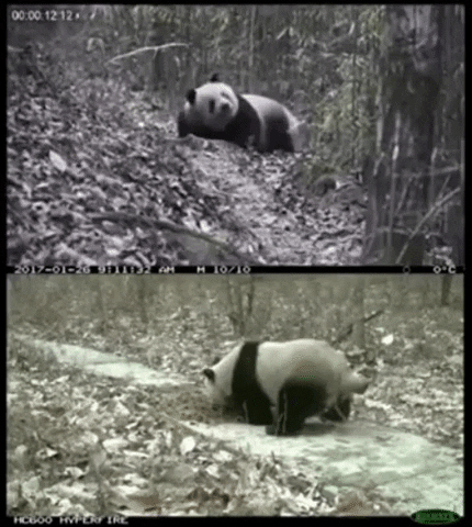 Descubren un raro y escatológico comportamiento de los pandas - Informativos Telecinco