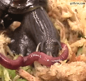Worm Snail GIF - Find & Share on GIPHY