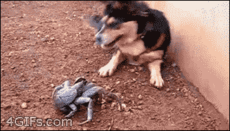 https://media.giphy.com/media/pgYWaowJ7Rfzy/giphy.gif