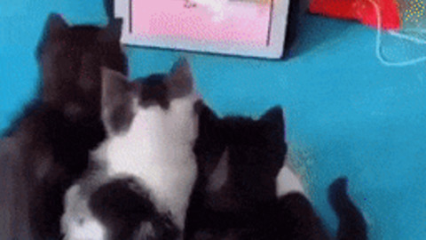 Kittens watching tom and jerry